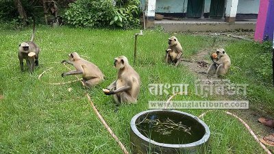 কালোমুখ হনুমান (ছবি- প্রতিনিধি)