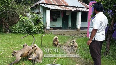 কালোমুখ হনুমান (ছবি- প্রতিনিধি)