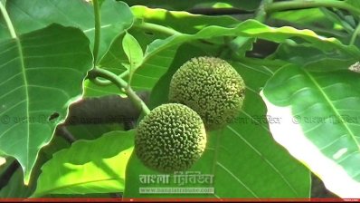 জেলা পরিষদের পাশে কদম গাছ