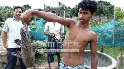 বিদেশি সাকার ফিস