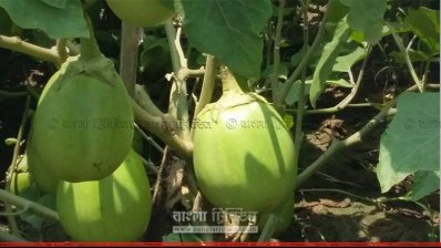 বিটি বেগুন