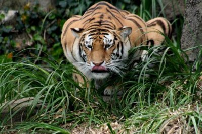 রয়েল বেঙ্গল টাইগার