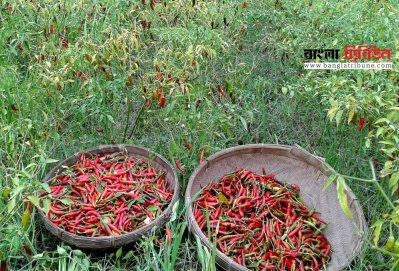 মরিচ চাষ করে লাভবান হচ্ছেন পঞ্চগড়ের চাষিরা