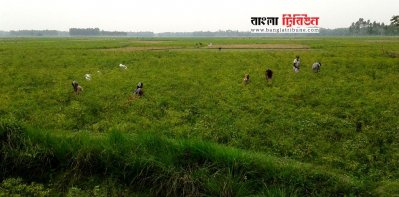 মরিচ তুলছেন চাষিরা