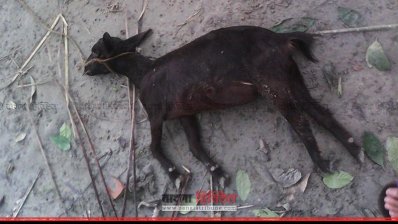 সেই মরা ছাগল