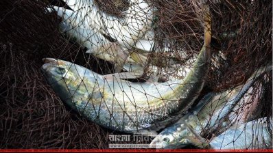 এমন ইলিশের অপেক্ষায় দিন গুনছেন জেলেরা