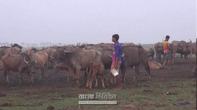 উপকূলের চরে মহিষ। ছবি- প্রতিনিধি