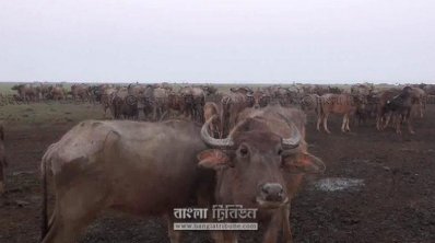 লোনা পানি বেড়ে ঘাস মরে গেছে। ছবি- প্রতিনিধি