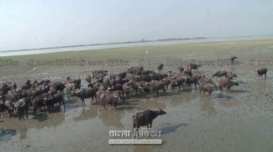 ভোলার উপকূলীয় চরে লোনা পানিতে চরছে মহিষ। ছবি- প্রতিনিধি