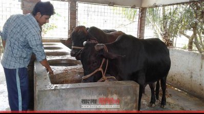 ঈদকে সামনে রেখে কুষ্টিয়ায় চলছে গরু মোটাতাজাকরণ