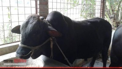 কুষ্টিয়ায় চলছে গরু মোটাতাজাকরণ 