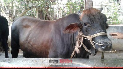 কুষ্টিয়ায় চলছে গরু মোটাতাজাকরণ 
