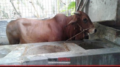 কুষ্টিয়ায় চলছে গরু মোটাতাজাকরণ 