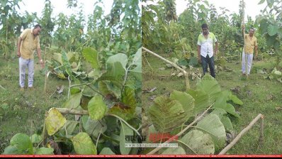 কেটে দেওয়া হয়েছে ১৪০ শতক জমির ওপর লাগানো গাছ