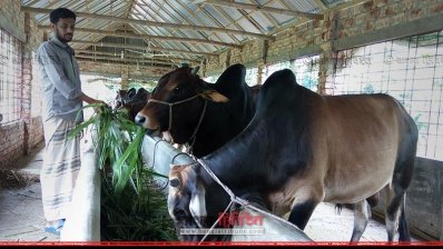 দেশীয় খাবার দিয়ে গরু মোটাতাজা করা হচ্ছে