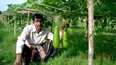 কুষ্টিয়ায় লাউ চাষে ঝুঁকছেন কৃষকরা