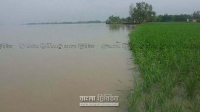 তিস্তায় পানি বেড়ে ফসলের ক্ষতি হচ্ছে