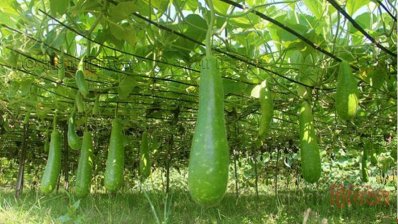 কুষ্টিয়ায় লাউ চাষে ঝুঁকছেন কৃষকরা