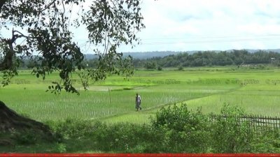 খাগড়াছড়িতে আমন রোপণ