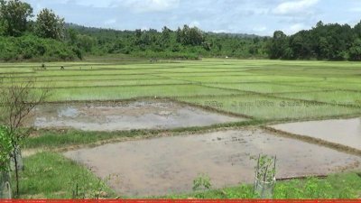 চলছে আমন রোপণ