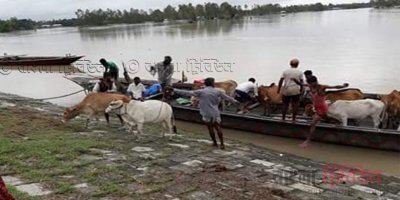 দুর্গত এলাকা থেকে গবাদি পশু সরিয়ে আনা হচ্ছে