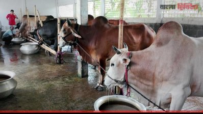 দেশীয় পদ্ধতিতে চলছে গরু মোটাতাজাকরণ