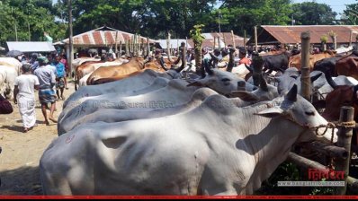 কসবার গরুর হাট