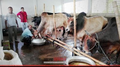 দেশীয় পদ্ধতিতে চলছে গরু মোটাতাজাকরণ