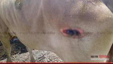 মিয়ানমার থেকে আসা পশু