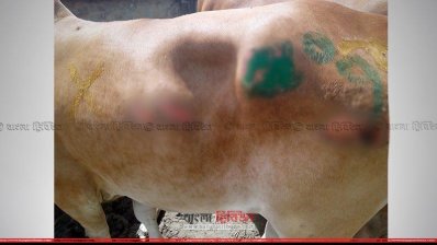 স্বাস্থ্য পরীক্ষা ছাড়াই ঢুকছে মিয়ানমারের পশু