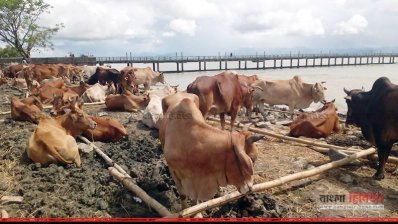 মিয়ানমার থেকে আনা গরু