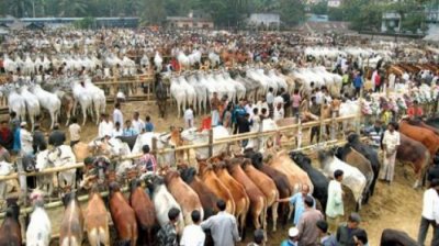 কোরবানির পশুর হাট (ফাইল ছবি: সংগৃহীত)