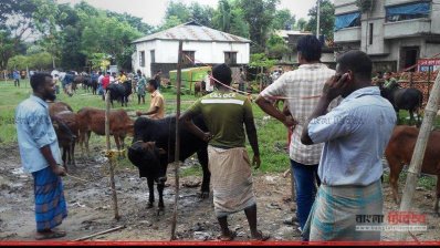 গরুর বাজার ২