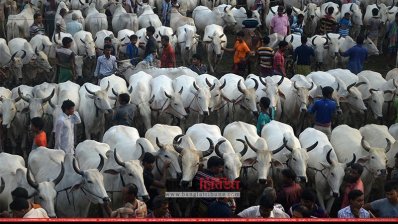 শিবগঞ্জের মনাকষা হাট (ছবি: চাঁপাইনবাবগঞ্জ প্রতিনিধি)