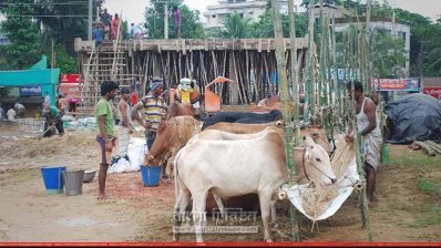 নির্মাণাধীন স্টেডিয়ামে বসেছে অবৈধ পশুর হাট