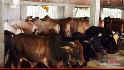 মেহেরপুরের খামারিদের লালন-পালন করা গরু