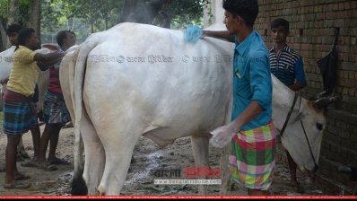 দেশি গরুর দামে লোকসানের আশঙ্কায় ব্যবসায়ীরা (ছবি: চাঁপাইনবাবগঞ্জ প্রতিনিধি)