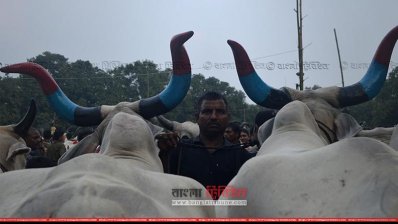 ভারতীয় গরুতে সয়লাব চাঁপাইনবাবগঞ্জের সীমান্ত হাটগুলো (ছবি: প্রতিনিধি)