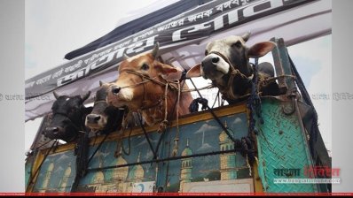 পারাপারের অপেক্ষায় ঢাকাগামী গরু বোঝাই ট্রাক
