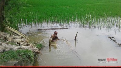 কুষ্টিয়ায় পাটের দাম নিয়ে চাষিরা হতাশ