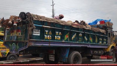 পারাপারের অপেক্ষায় ঢাকাগামী গরু বোঝাই ট্রাক ২