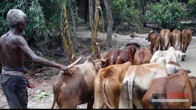 বেনাপোল ও শার্শা দিয়ে আসছে ভারতীয় গরু, বিপাকে দেশি খামারিরা