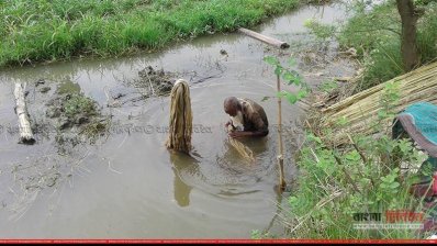 কুষ্টিয়ায় পাটের দাম নিয়ে চাষিরা হতাশ