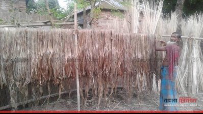 কুষ্টিয়ায় পাটের দাম নিয়ে চাষিরা হতাশ
