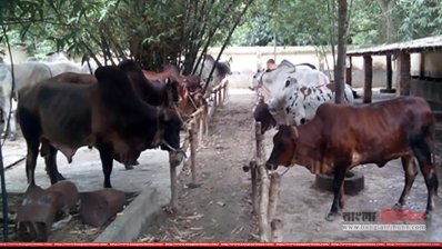 বেনাপোল ও শার্শা দিয়ে আসছে ভারতীয় গরু, বিপাকে দেশি খামারিরা