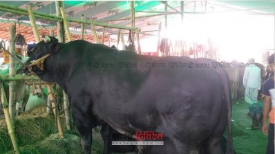 গাবতলী পশুর হাটের কালা বাবু