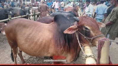 দাম কম হওয়ায় লোকশানের আশঙ্কা বিক্রেতাদের