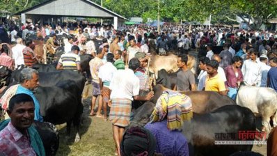 রাজশাহীতে জমে উঠেছে পশুর হাট