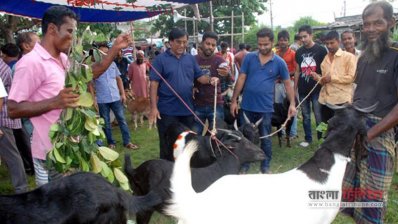 রাজশাহীতে জমে উঠেছে পশুর হাট