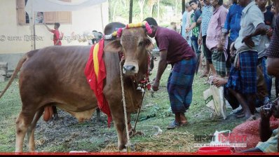 জমে উঠেছে পশুর হাট